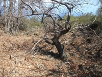 anobello-04032012 103